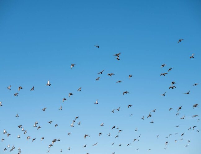 Flock of birds flying with blue sky in the background.