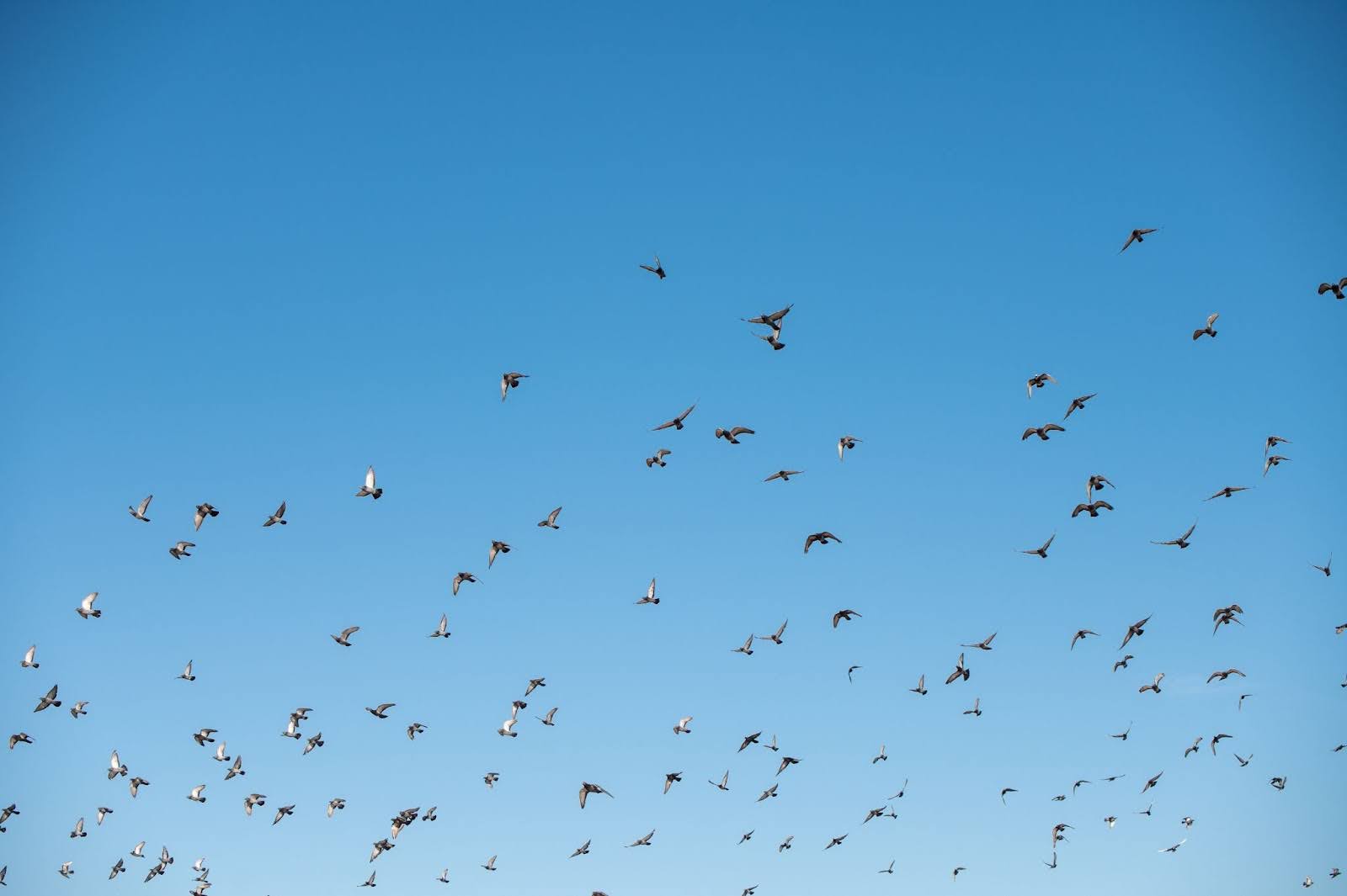 Bird Pest Removal Explained: Humane, Effective, and Long-Term Solutions