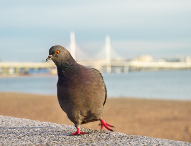 Pigeon outdoors with a bridge in the background.