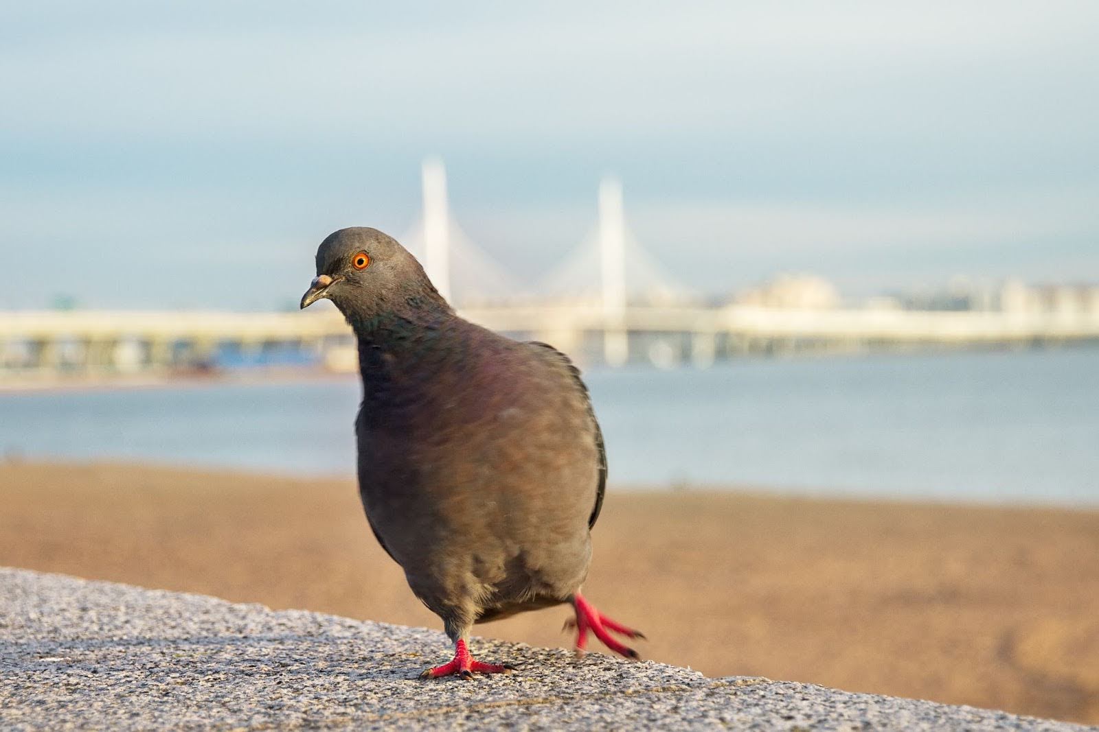 Why Bird Netting for Pigeons is the Most Humane Deterrent