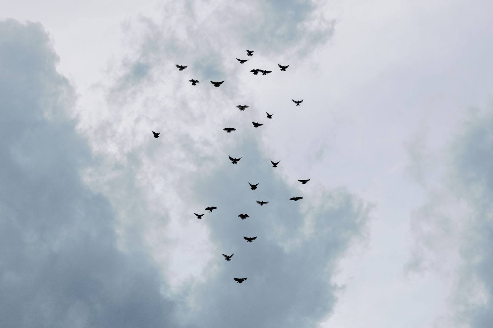 Flock of birds flying in the sky.
