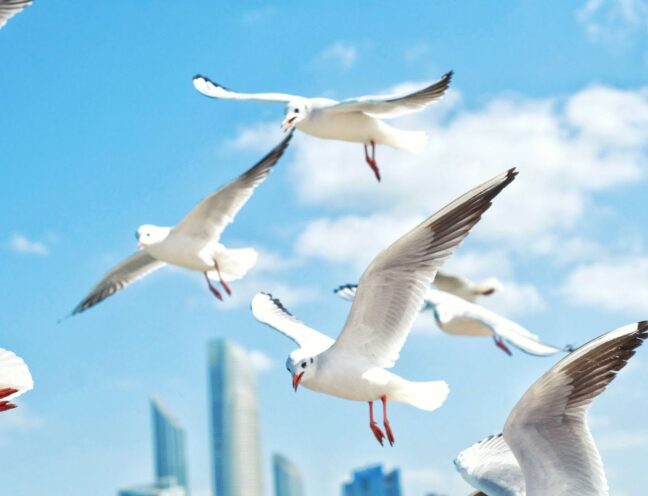 Seagulls flying in the sky with commercial buildings in the background.