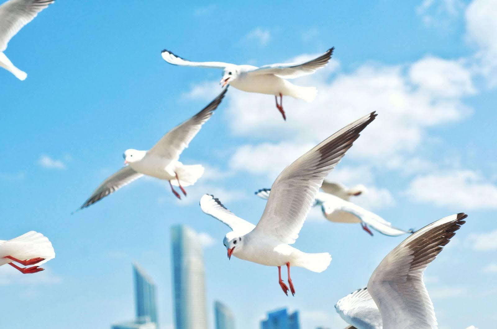 Common Misconceptions About Bird Netting for Buildings