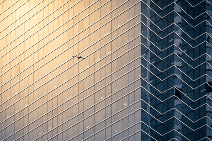 Bird flying next to a commercial building.