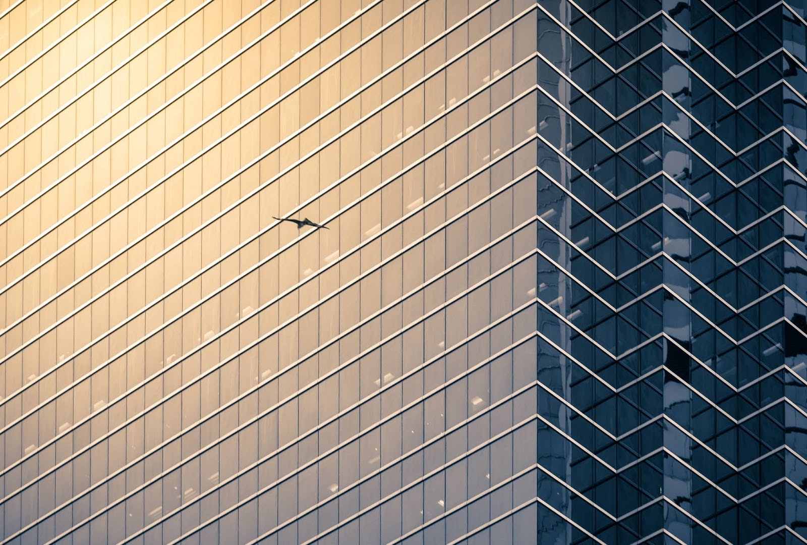 Why Bird Control Companies Prioritize Humane and Ethical Deterrent Methods