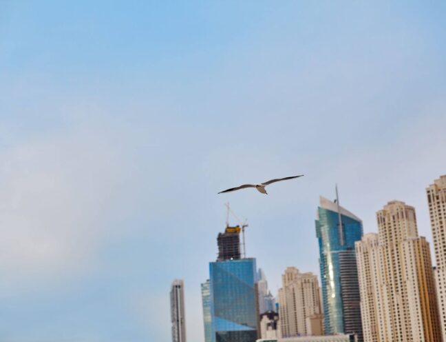 A seagull flying across a clear blue sky above modern skyscrapers.