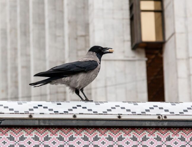 A crow holding a nut in its beak while standing on a rooftop.