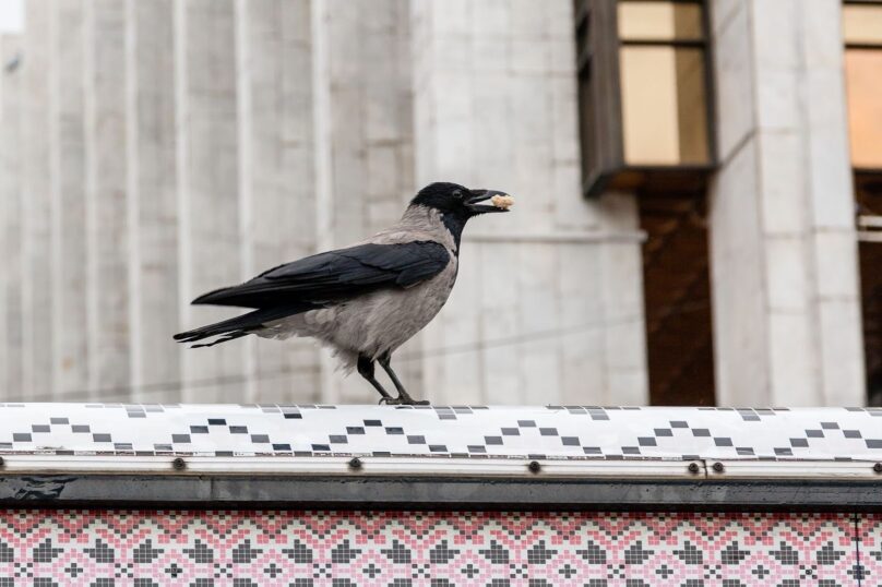 A crow holding a nut in its beak while standing on a rooftop.