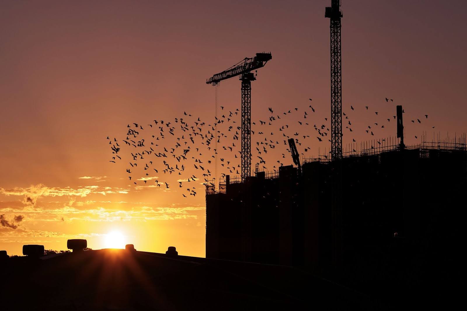 Birds flying next to commercial buildings at sunset.