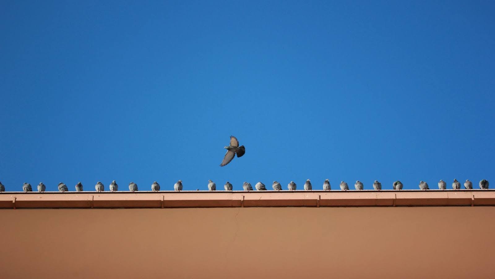 Pigeons are crowding a roof ledge while another bird flies above them.