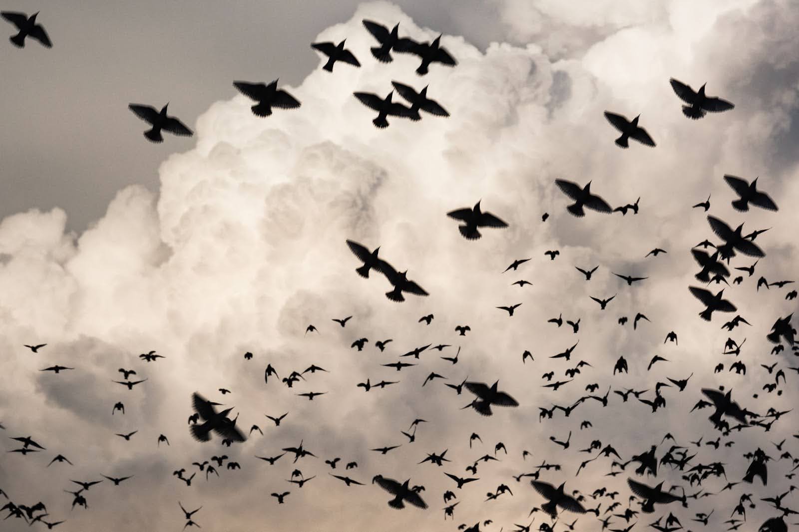 A low-angle view of migratory birds moving together through the sky.