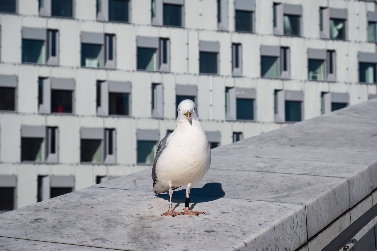 A tagged seagull standing on one leg on a building rooftop.