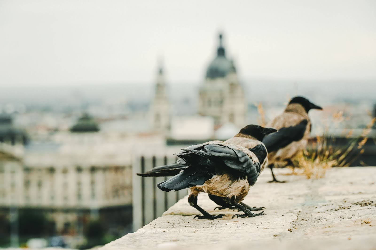 Close-up view of two crows standing together on a building roof.