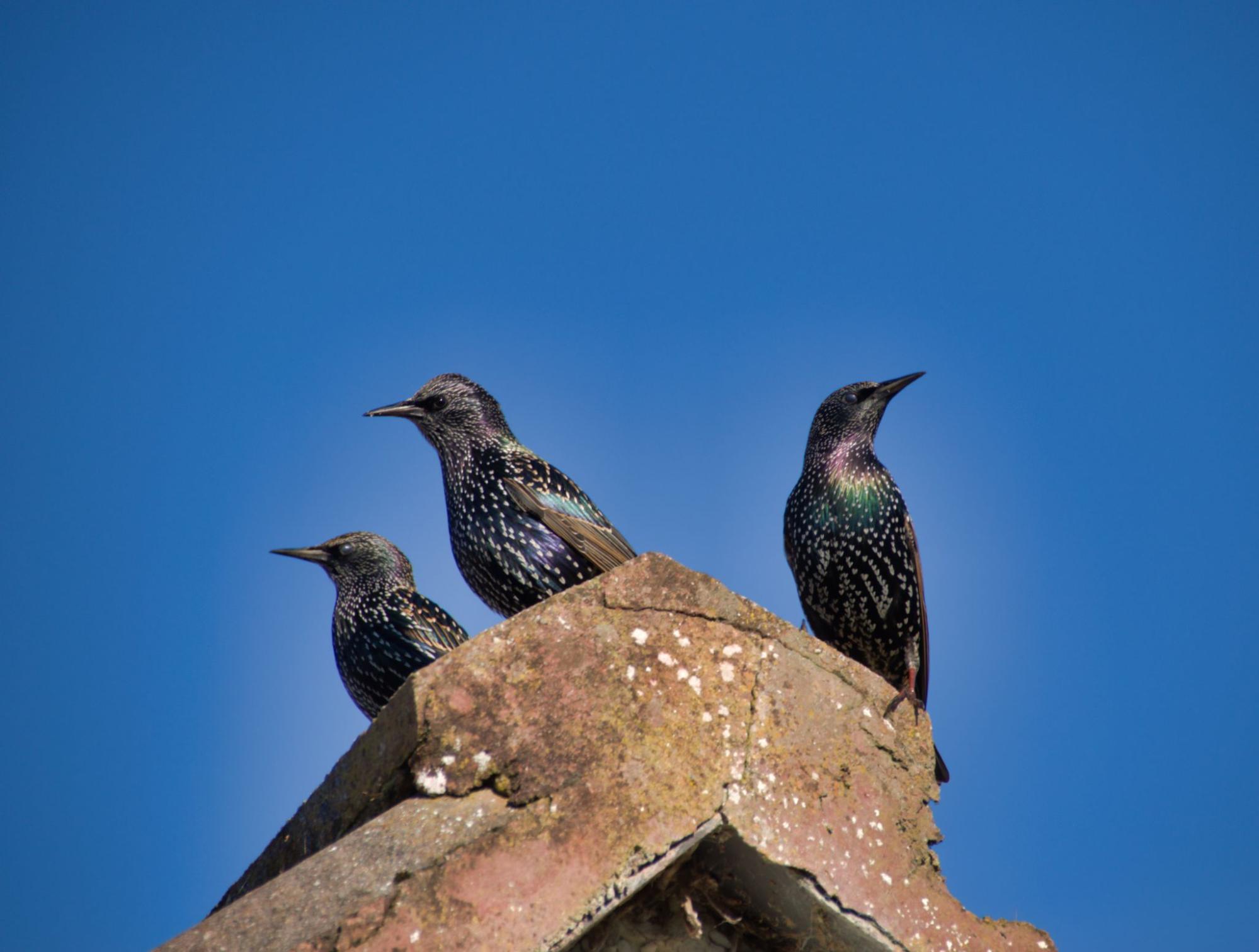 Close-up of three common starlings standing on a rooftop