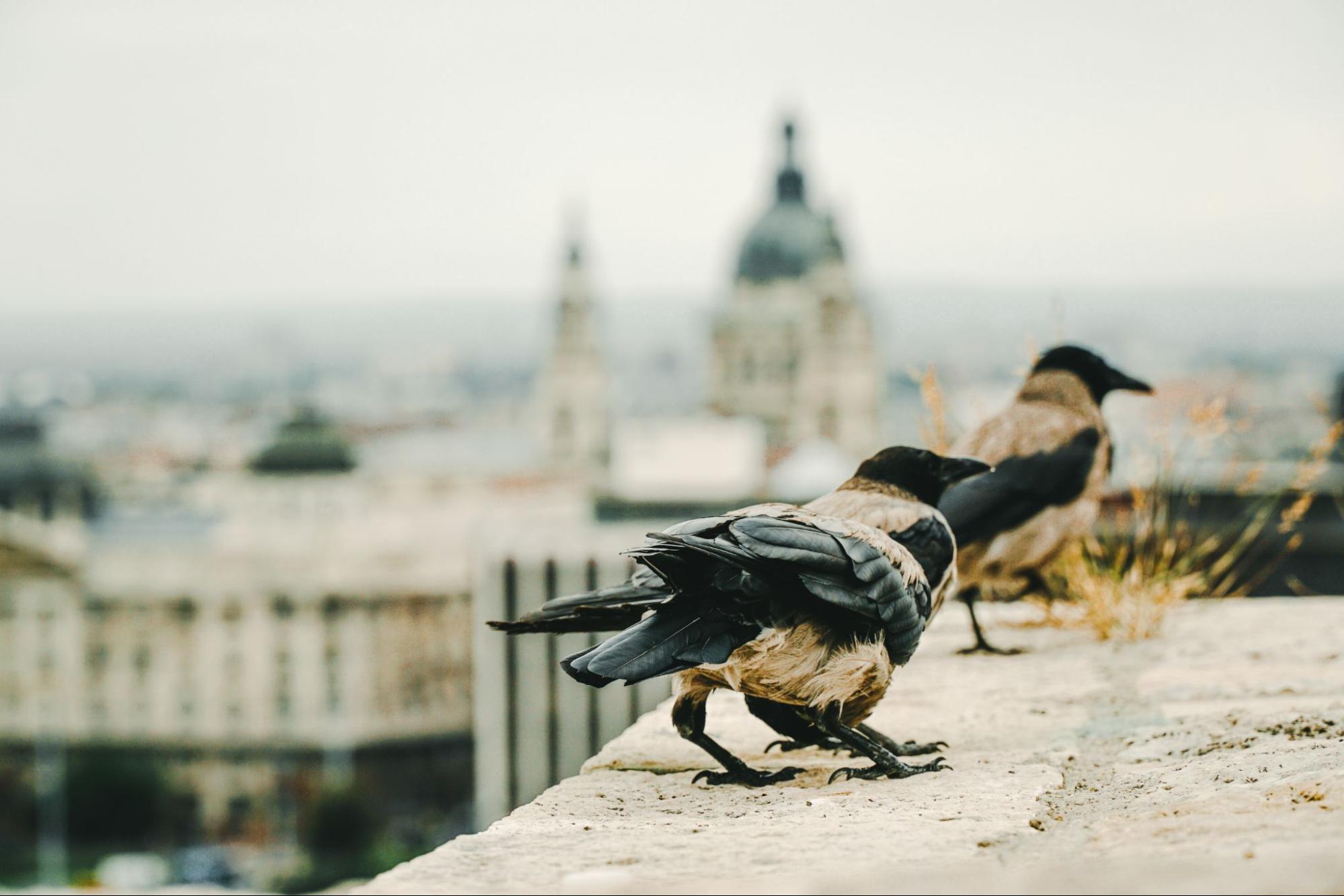 Two crows perched on a building roof in a close-up view