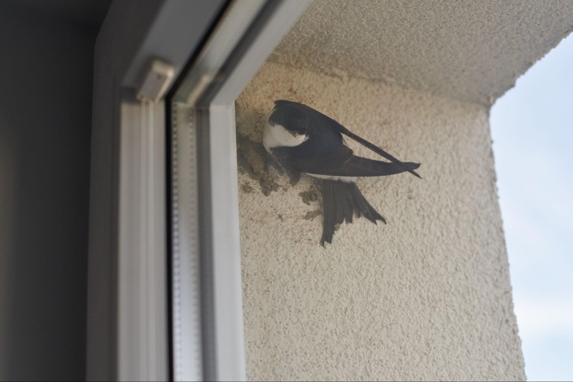 A martin is placing mud pellets to build a nest along a building window ledge