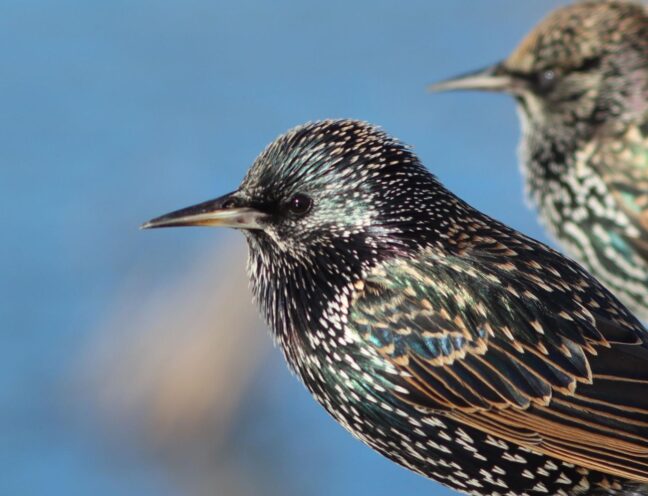 Pair of starlings in sharp detail with a smooth blue backdrop out of focus