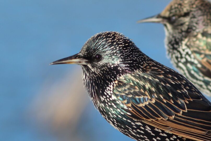 Pair of starlings in sharp detail with a smooth blue backdrop out of focus