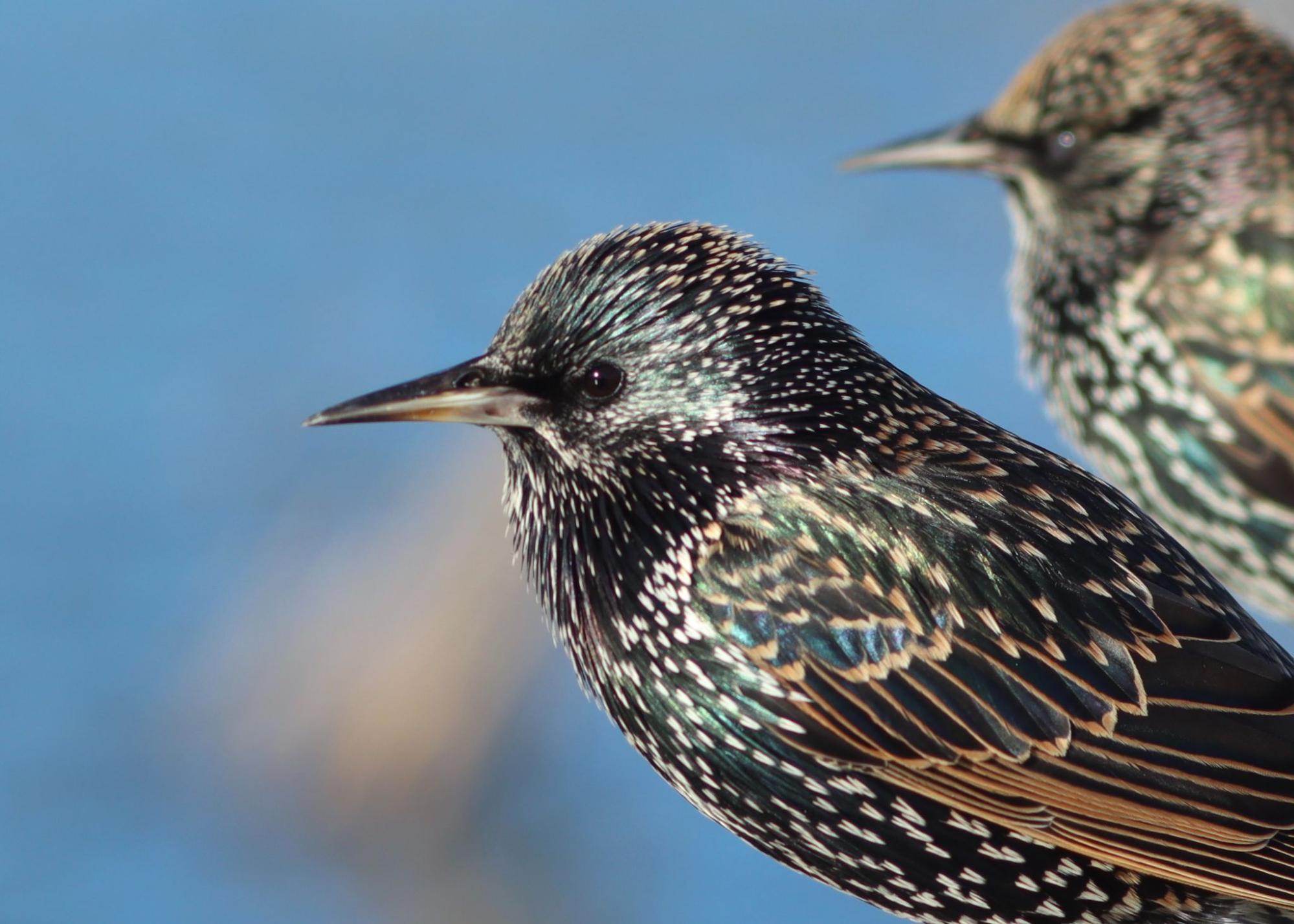 Effective Bird Control for Starlings: What Methods Work Best?