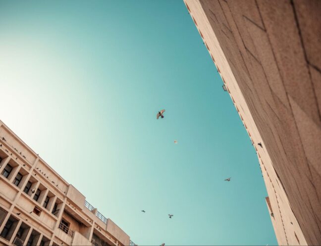 Swallows gliding between an older brick building and a newer modern building