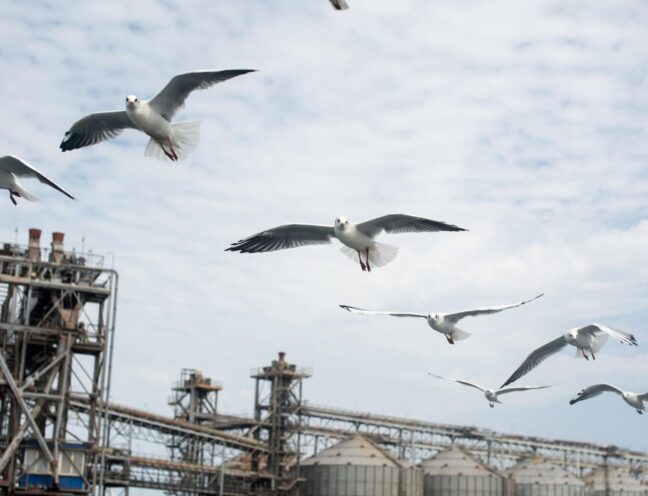 Seagulls in flight near an industrial site with a clear sky backdrop