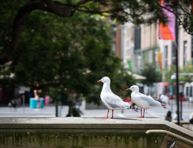 wo birds perched on an escalator sill in an active commercial walkway