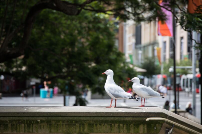wo birds perched on an escalator sill in an active commercial walkway