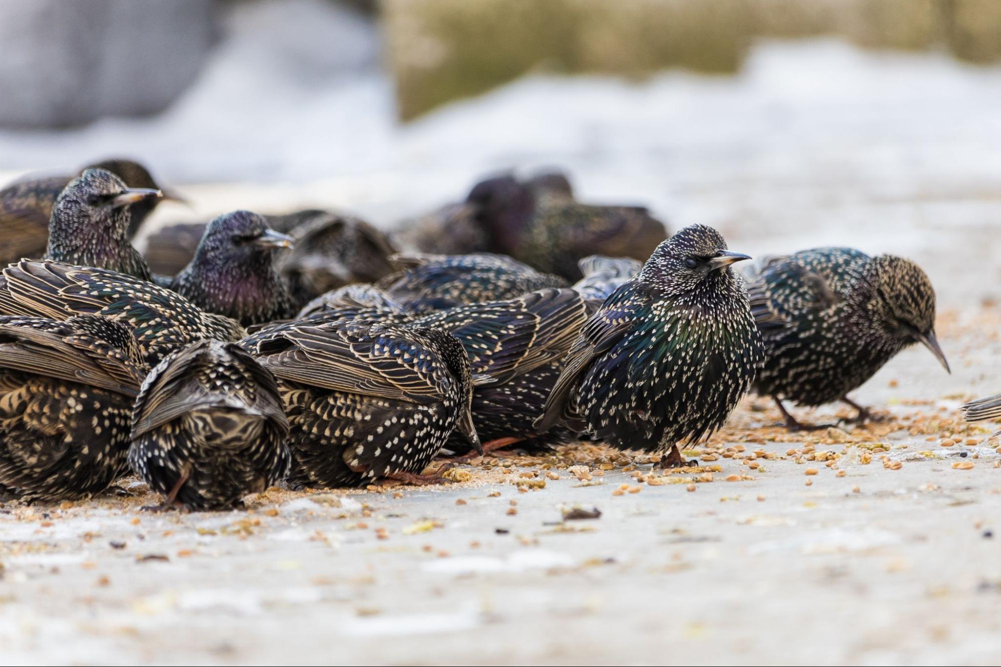 Clustered starlings huddling close in cold weather to conserve heat