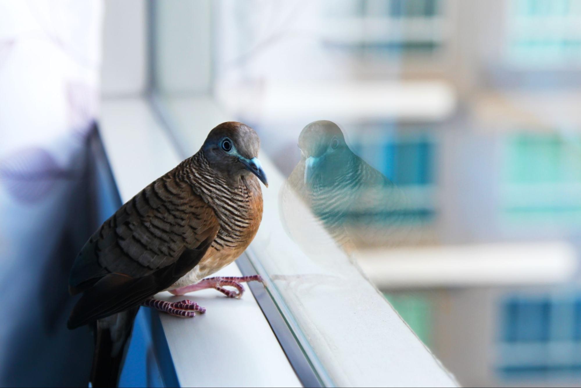 A pigeon stuck indoors while trying to escape through a glass window
