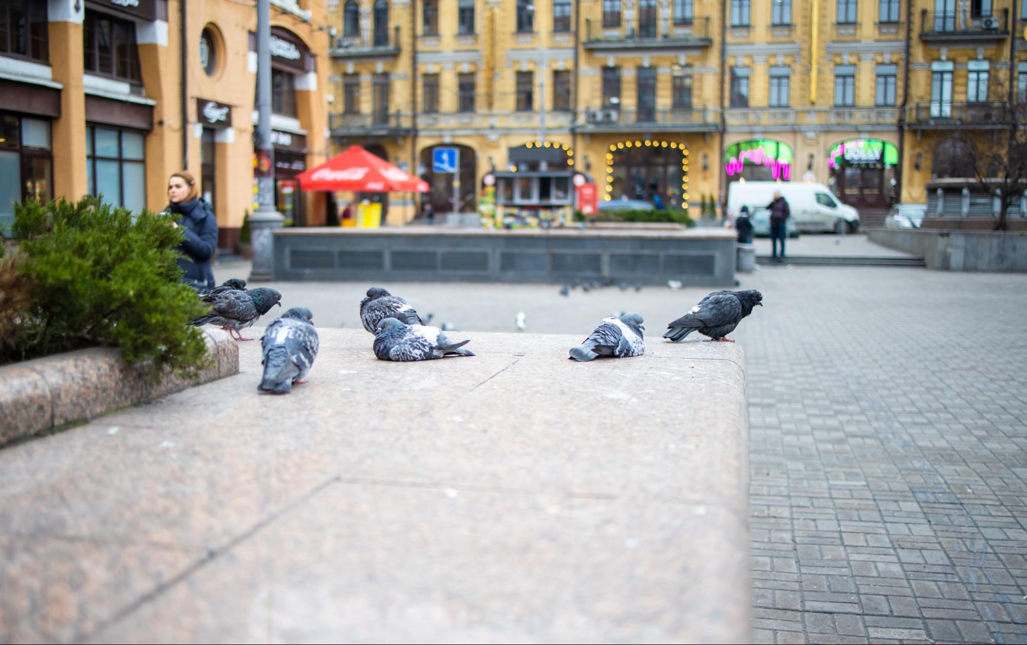 Pigeons perched on a central planter promenade between commercial buildings