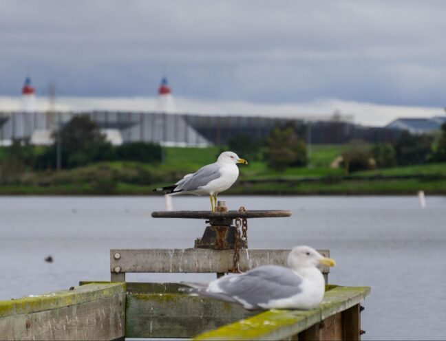 Seagulls standing on a wooden ledge near an airport control tower