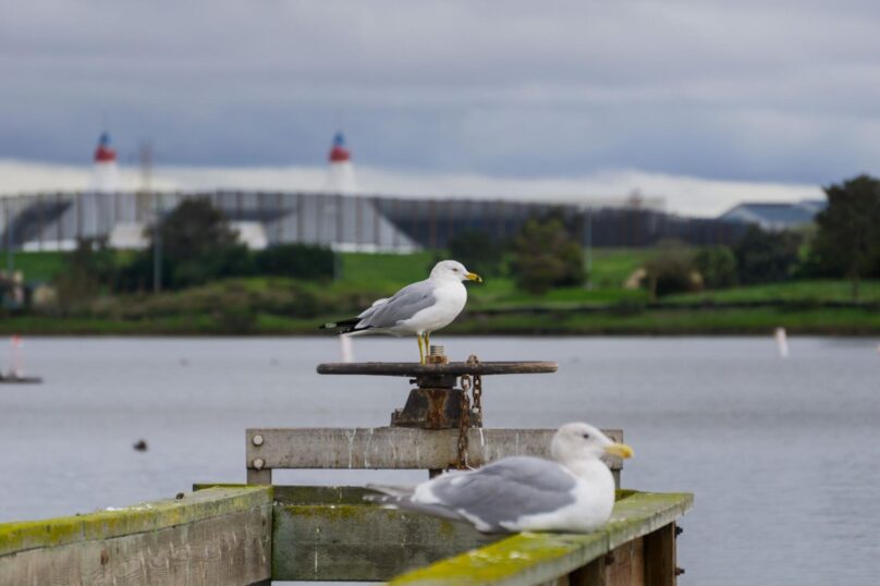 Seagulls standing on a wooden ledge near an airport control tower