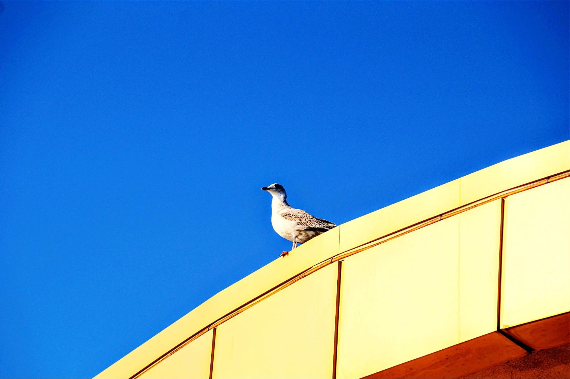 Bird standing on the ledge of a building.