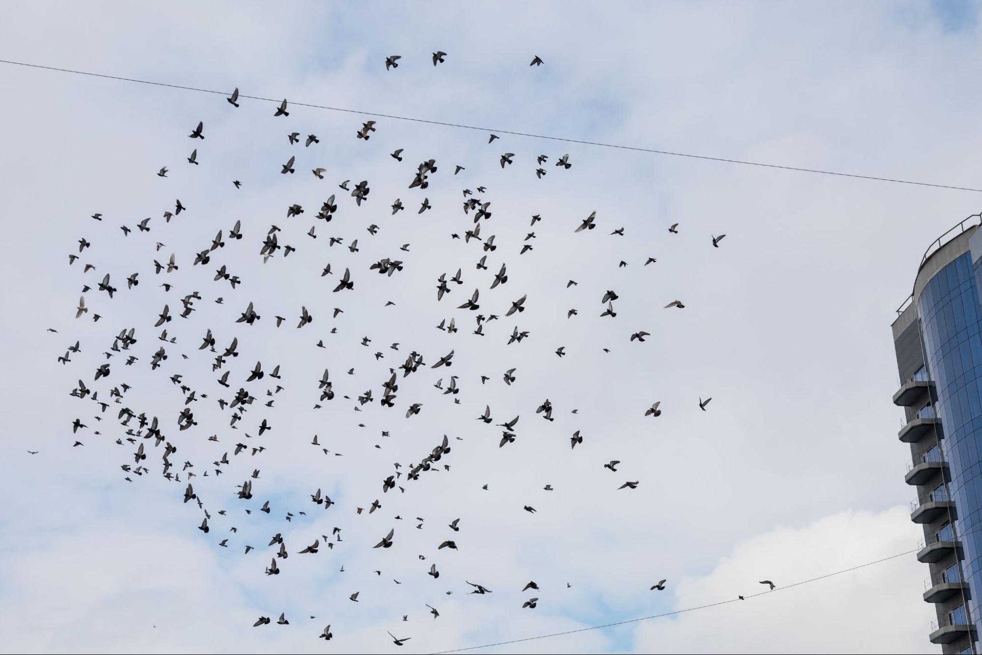 Birds flying near a commercial building.
