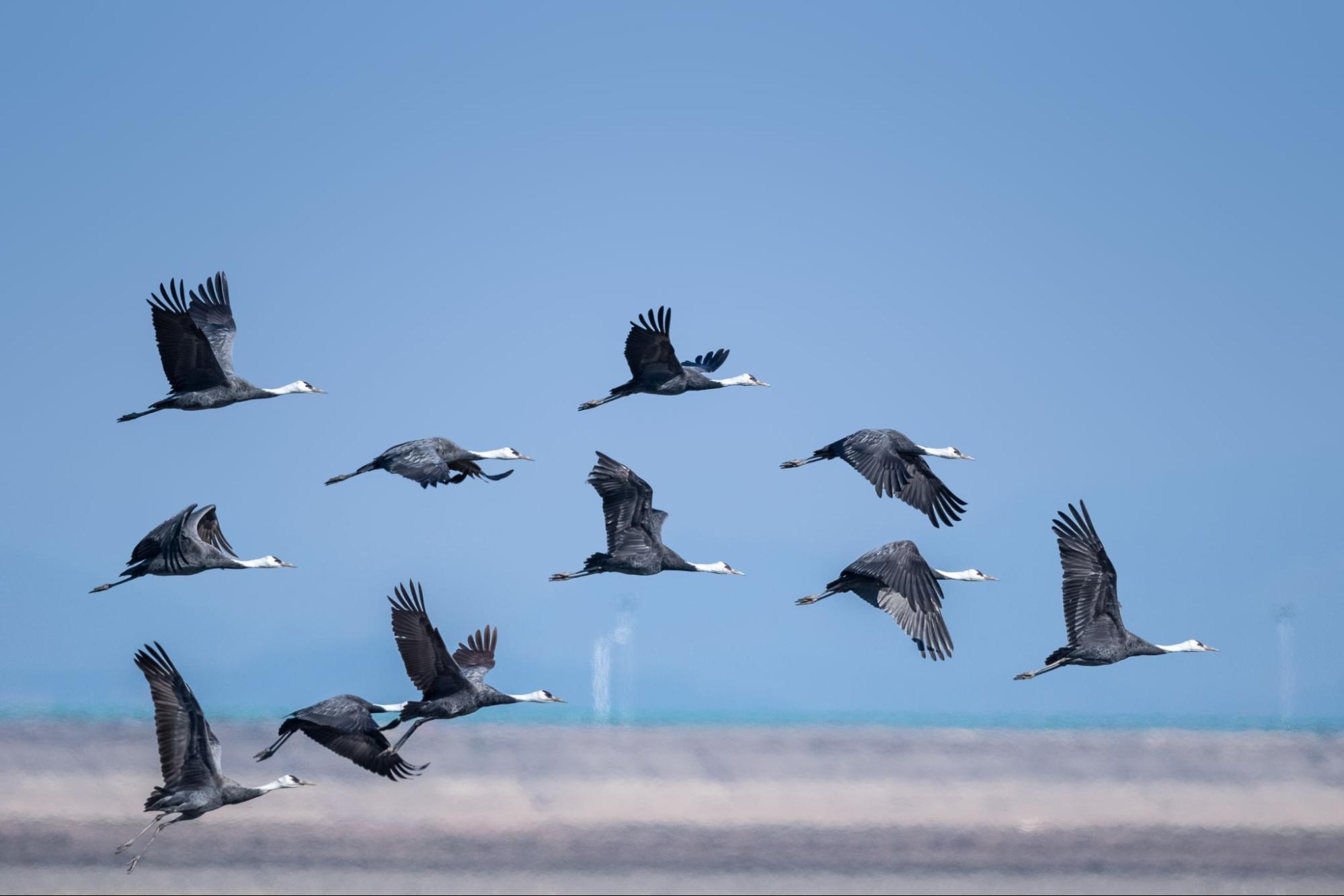 Hooded crane in flight with wings spread against the sky