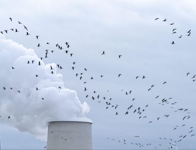 Bird activity over an industrial power facility with active chimneys