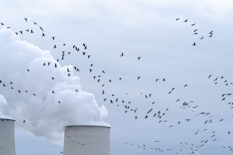 Bird activity over an industrial power facility with active chimneys