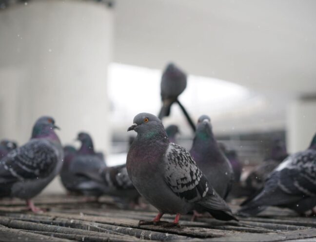 Multiple pigeons roosting together inside an industrial ceiling space