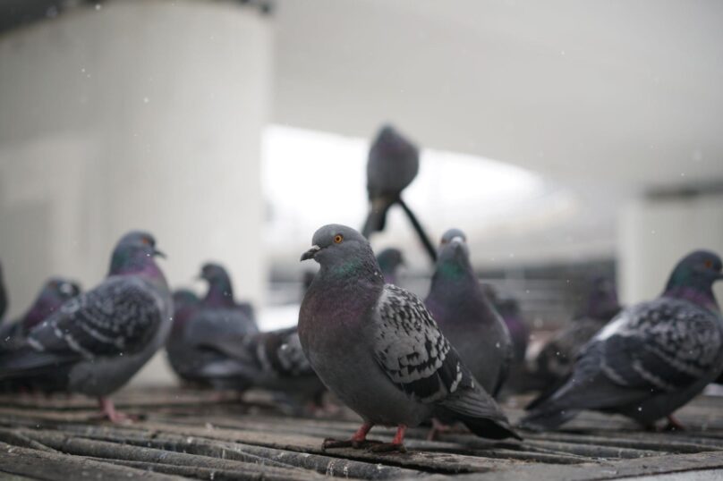 Multiple pigeons roosting together inside an industrial ceiling space