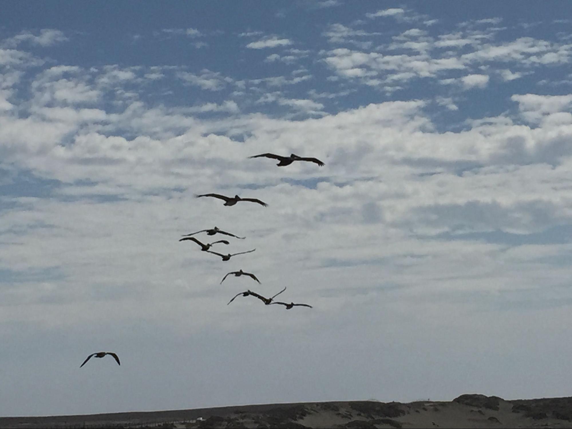 Multiple birds flying together in coordinated formation against a clear sky