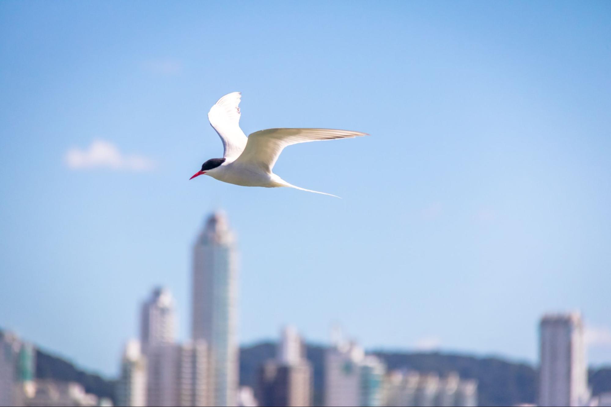 Bird flying next to commercial buildings.