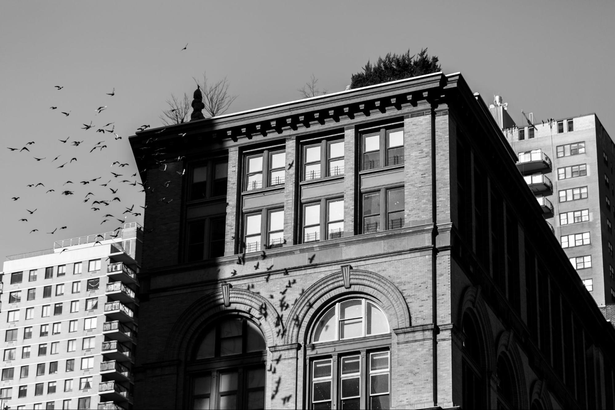 Pigeons occupying structural ledges on a commercial building façade