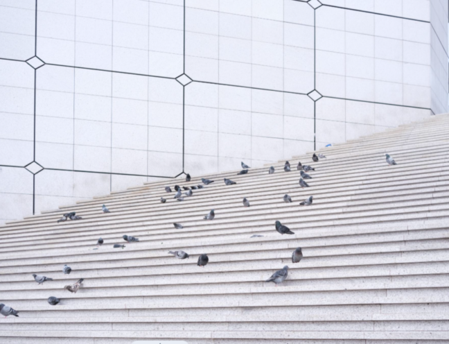 Pigeons gathering and feeding on a concrete staircase of a modern minimalist commercial building