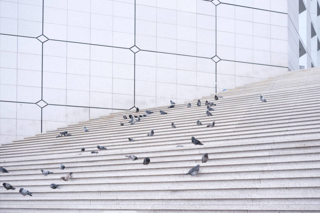 Removing Birds From Commercial Properties: A Guide