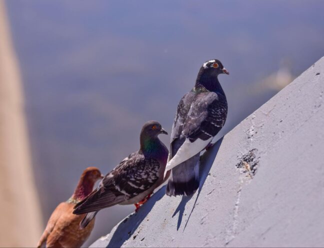 Pigeons resting on a gray structure showing common roosting behavior on buildings