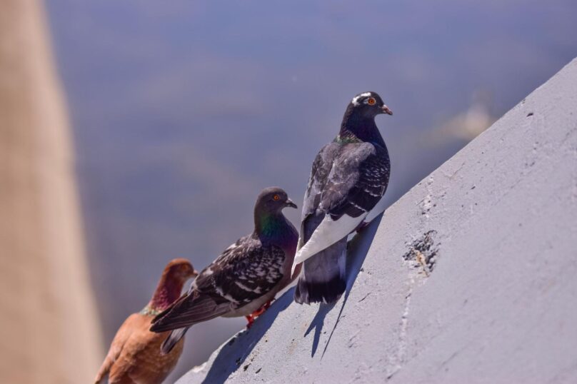 Pigeons resting on a gray structure showing common roosting behavior on buildings