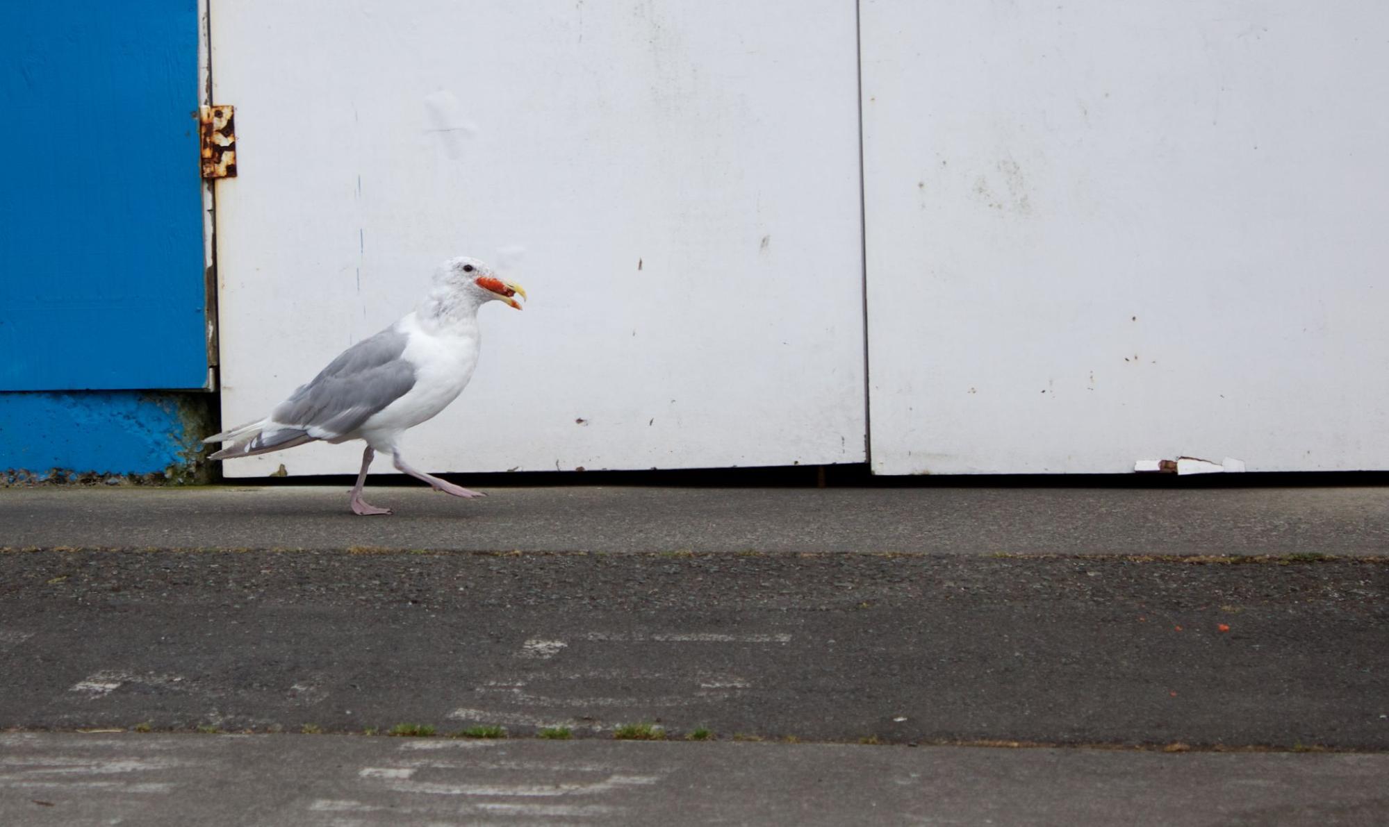 Hungry seagull searching for food on concrete ground