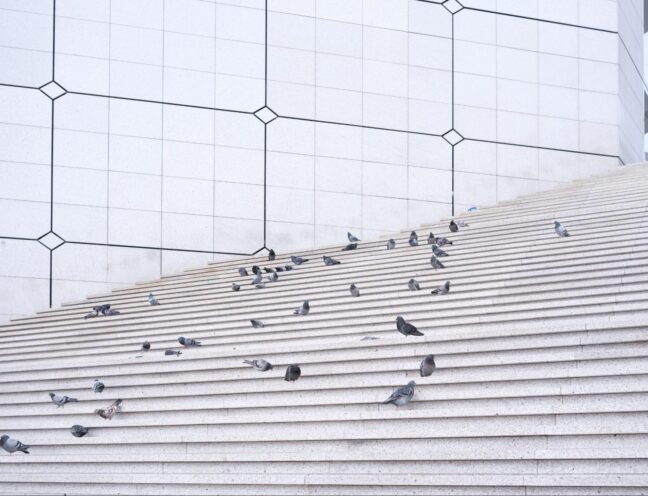 Group of pigeons occupying the steps of a modern minimalist building in a busy city environment