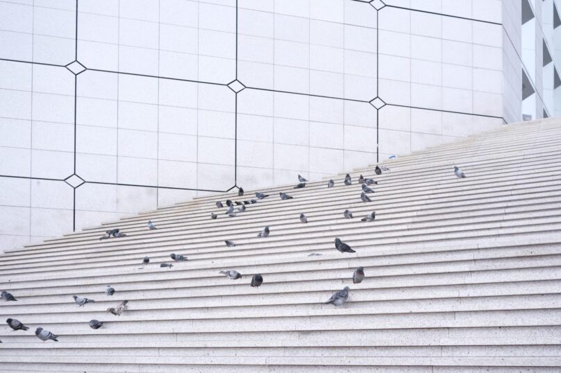 Group of pigeons occupying the steps of a modern minimalist building in a busy city environment