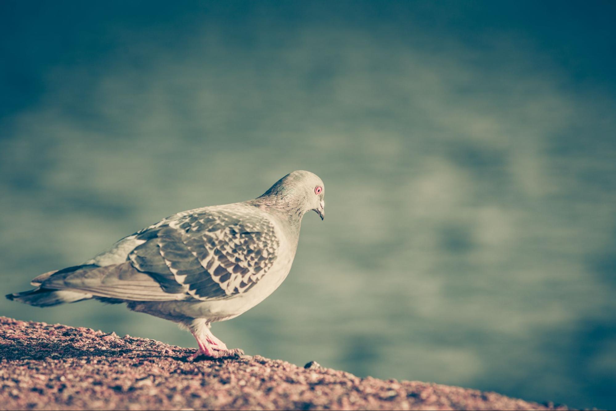Pigeon standing on a ledge.